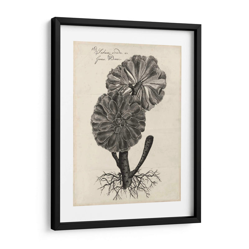 Thornton Succulents Ii - Robert J. Thornton | Cuadro decorativo de Canvas Lab