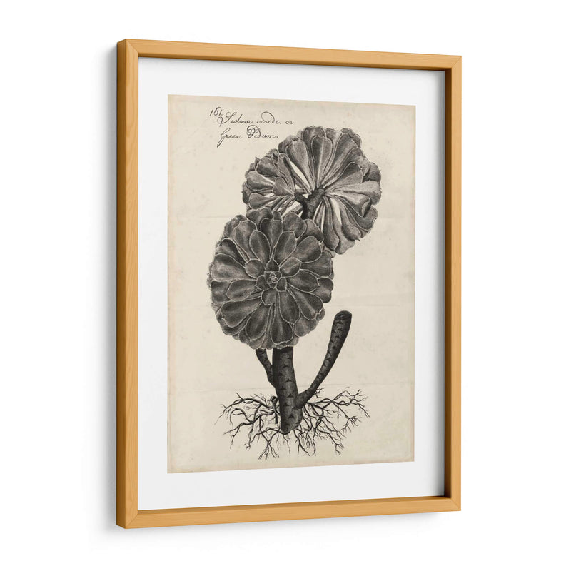 Thornton Succulents Ii - Robert J. Thornton | Cuadro decorativo de Canvas Lab