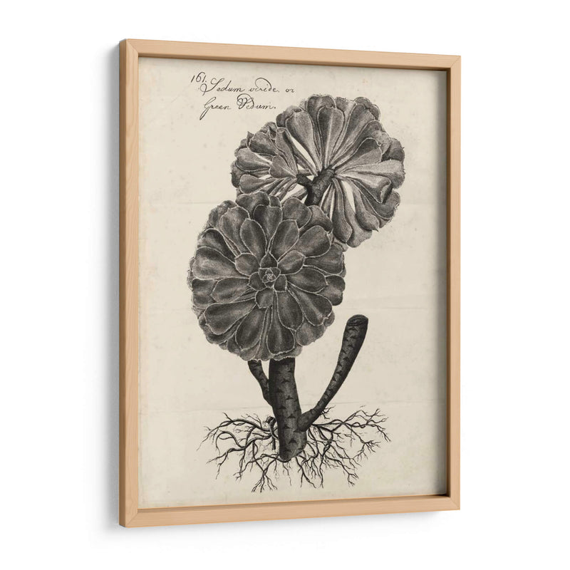 Thornton Succulents Ii - Robert J. Thornton | Cuadro decorativo de Canvas Lab