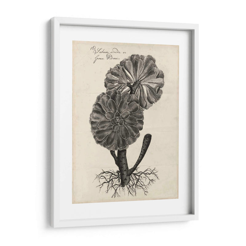 Thornton Succulents Ii - Robert J. Thornton | Cuadro decorativo de Canvas Lab