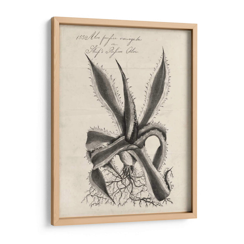 Thornton Succulents Iii - Robert J. Thornton | Cuadro decorativo de Canvas Lab