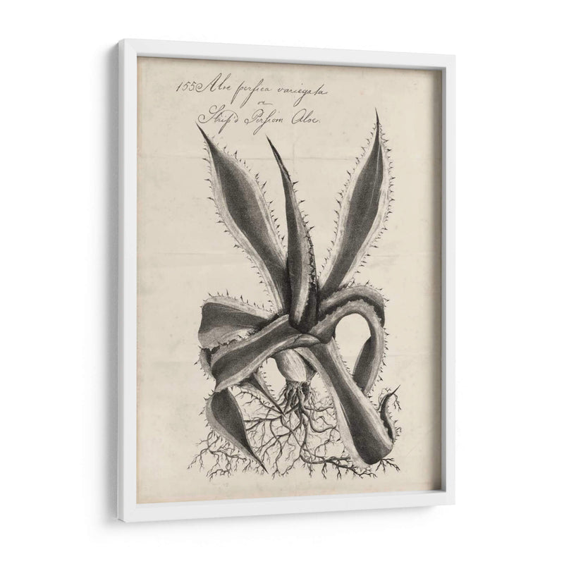 Thornton Succulents Iii - Robert J. Thornton | Cuadro decorativo de Canvas Lab