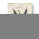 Thornton Succulents Iii - Robert J. Thornton | Cuadro decorativo de Canvas Lab