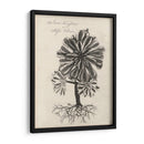 Thornton Suculents Iv - Robert J. Thornton | Cuadro decorativo de Canvas Lab