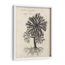 Thornton Suculents Iv - Robert J. Thornton | Cuadro decorativo de Canvas Lab