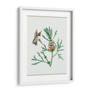 Leonurus Japonicus Ii - Melissa Wang | Cuadro decorativo de Canvas Lab