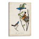 Canción Azul Grosbeak - John James Audubon | Cuadro decorativo de Canvas Lab