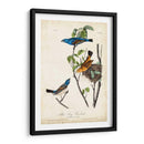 Canción Azul Grosbeak - John James Audubon | Cuadro decorativo de Canvas Lab