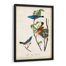 Canción Azul Grosbeak - John James Audubon | Cuadro decorativo de Canvas Lab