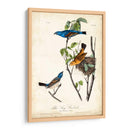 Canción Azul Grosbeak - John James Audubon | Cuadro decorativo de Canvas Lab