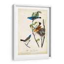 Canción Azul Grosbeak - John James Audubon | Cuadro decorativo de Canvas Lab