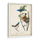Canción Azul Grosbeak - John James Audubon | Cuadro decorativo de Canvas Lab