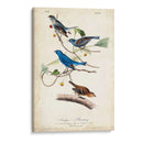 Empavesado De Índigo - John James Audubon | Cuadro decorativo de Canvas Lab