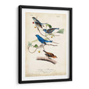 Empavesado De Índigo - John James Audubon | Cuadro decorativo de Canvas Lab