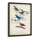 Empavesado De Índigo - John James Audubon | Cuadro decorativo de Canvas Lab