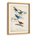 Empavesado De Índigo - John James Audubon | Cuadro decorativo de Canvas Lab