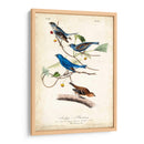 Empavesado De Índigo - John James Audubon | Cuadro decorativo de Canvas Lab