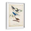 Empavesado De Índigo - John James Audubon | Cuadro decorativo de Canvas Lab