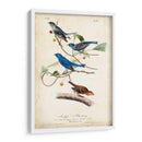 Empavesado De Índigo - John James Audubon | Cuadro decorativo de Canvas Lab