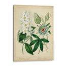 Cottage Florals Ii - Sydenham Edwards | Cuadro decorativo de Canvas Lab