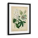 Cottage Florals Ii - Sydenham Edwards | Cuadro decorativo de Canvas Lab