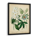 Cottage Florals Ii - Sydenham Edwards | Cuadro decorativo de Canvas Lab