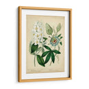 Cottage Florals Ii - Sydenham Edwards | Cuadro decorativo de Canvas Lab