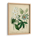 Cottage Florals Ii - Sydenham Edwards | Cuadro decorativo de Canvas Lab