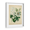 Cottage Florals Ii - Sydenham Edwards | Cuadro decorativo de Canvas Lab