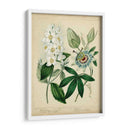 Cottage Florals Ii - Sydenham Edwards | Cuadro decorativo de Canvas Lab
