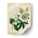 Cottage Florals Ii - Sydenham Edwards | Cuadro decorativo de Canvas Lab