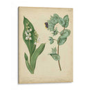 Cottage Florals Iv - Sydenham Edwards | Cuadro decorativo de Canvas Lab