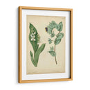 Cottage Florals Iv - Sydenham Edwards | Cuadro decorativo de Canvas Lab