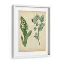Cottage Florals Iv - Sydenham Edwards | Cuadro decorativo de Canvas Lab