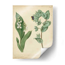 Cottage Florals Iv - Sydenham Edwards | Cuadro decorativo de Canvas Lab