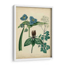 Casa De Campo Florales V - Sydenham Edwards | Cuadro decorativo de Canvas Lab