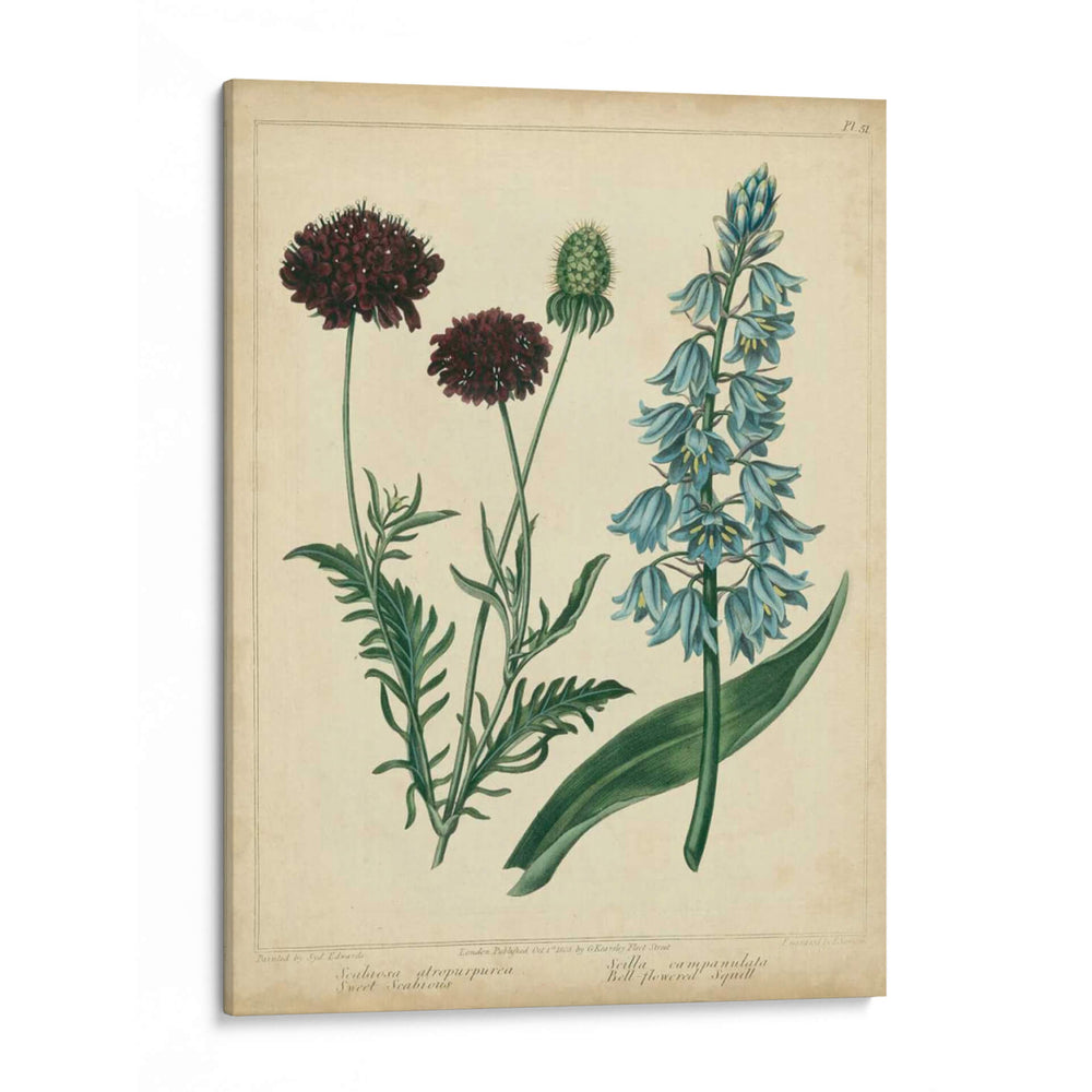 Cottage Florals Vi - Sydenham Edwards | Cuadro decorativo de Canvas Lab