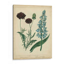 Cottage Florals Vi - Sydenham Edwards | Cuadro decorativo de Canvas Lab