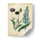 Cottage Florals Vi - Sydenham Edwards | Cuadro decorativo de Canvas Lab
