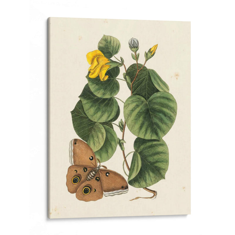 Catesby Butterfly Y Botanical I - Mark Catesby | Cuadro decorativo de Canvas Lab