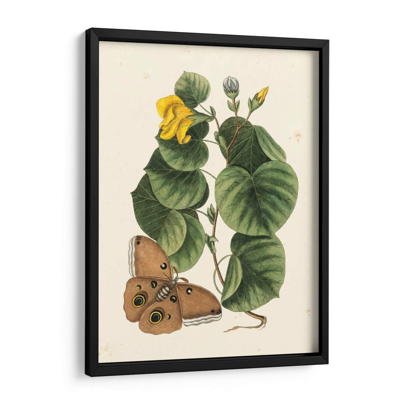 Catesby Butterfly Y Botanical I - Mark Catesby | Cuadro decorativo de Canvas Lab