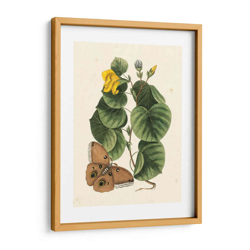 Catesby Butterfly Y Botanical I - Mark Catesby | Cuadro decorativo de Canvas Lab