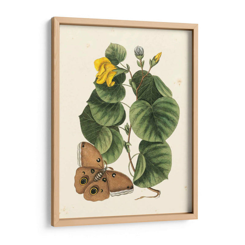 Catesby Butterfly Y Botanical I - Mark Catesby | Cuadro decorativo de Canvas Lab