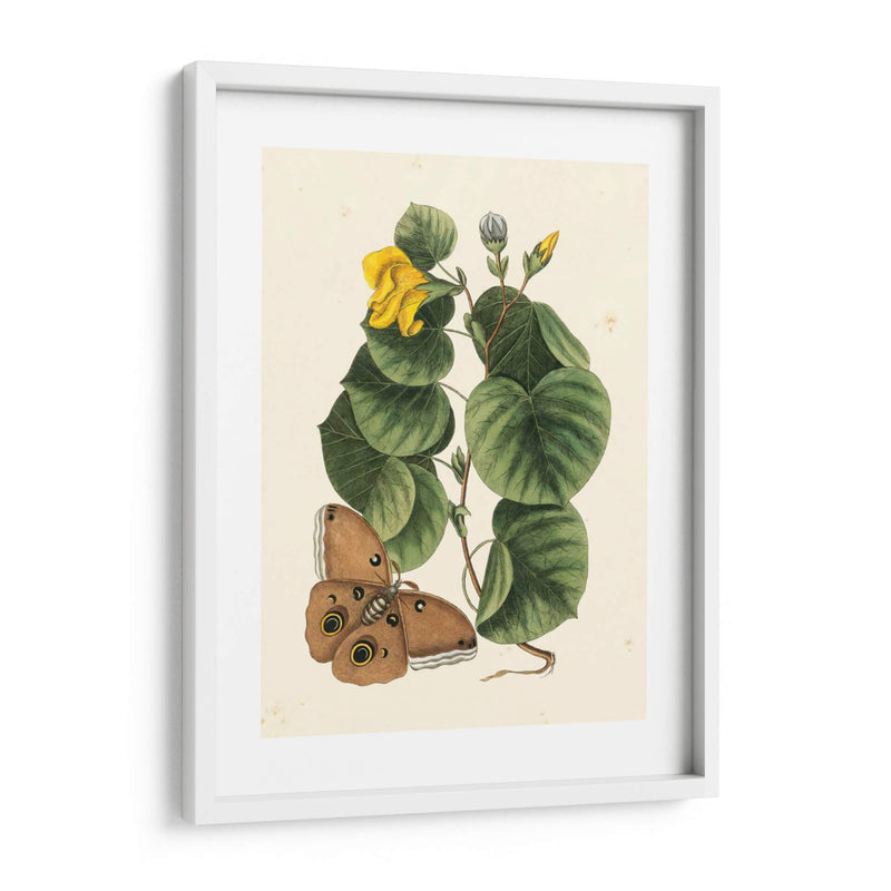 Catesby Butterfly Y Botanical I - Mark Catesby | Cuadro decorativo de Canvas Lab