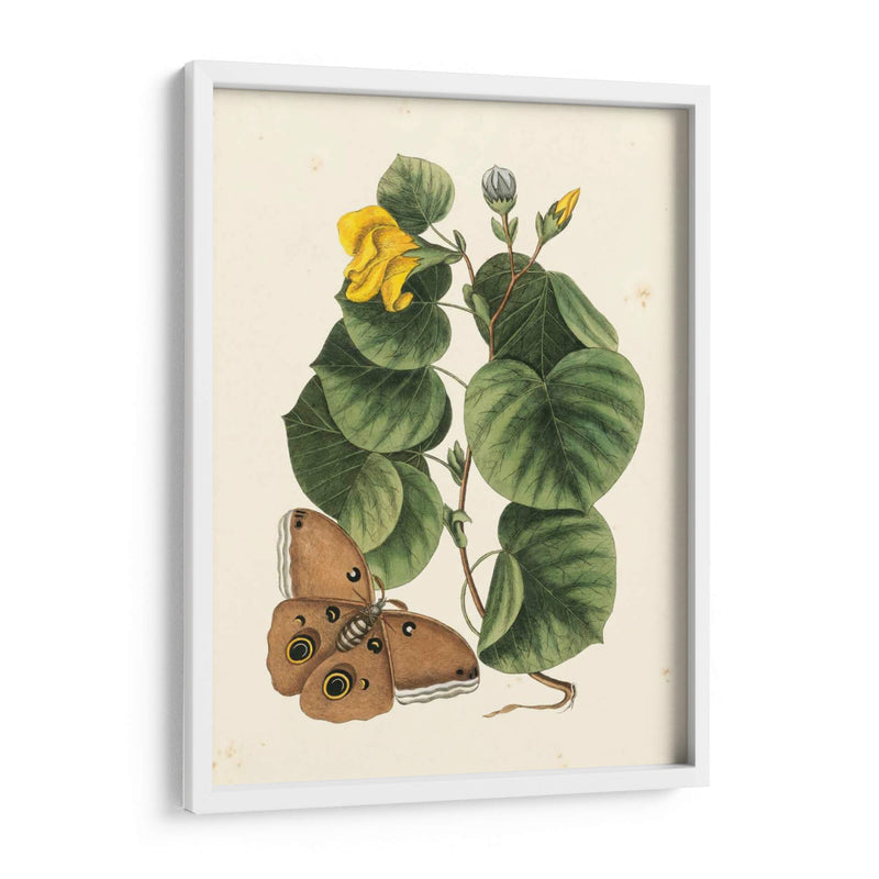 Catesby Butterfly Y Botanical I - Mark Catesby | Cuadro decorativo de Canvas Lab