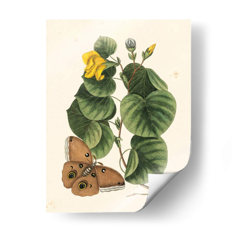 Catesby Butterfly Y Botanical I - Mark Catesby | Cuadro decorativo de Canvas Lab