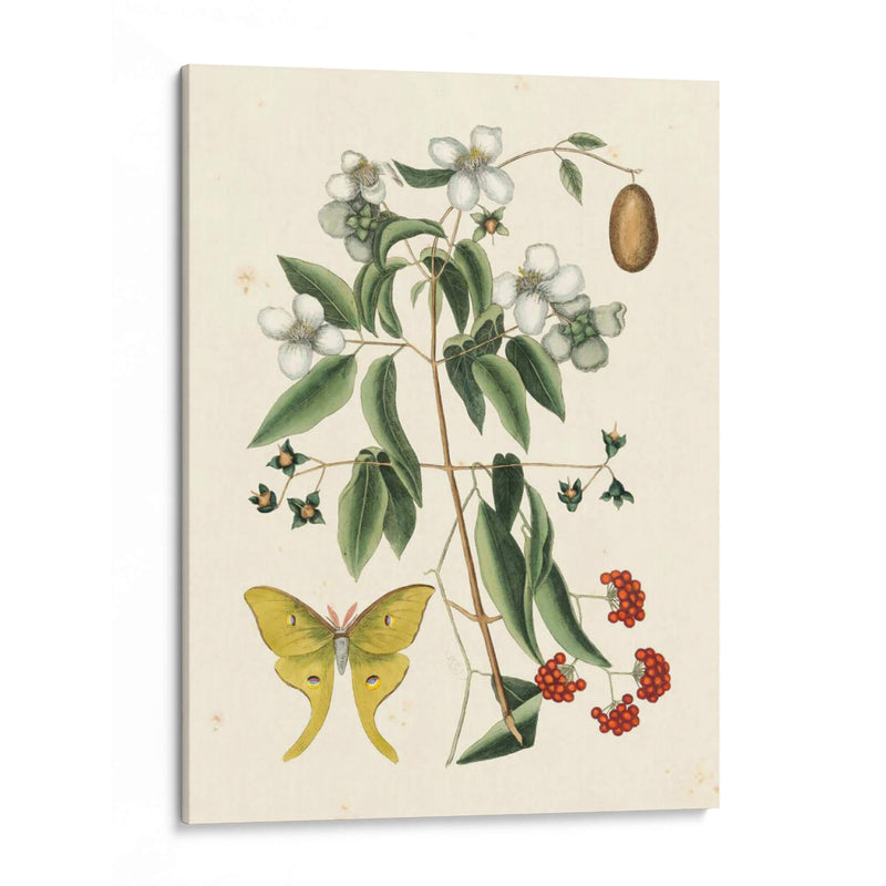 Catesby Butterfly Y Botanical Iii - Mark Catesby | Cuadro decorativo de Canvas Lab