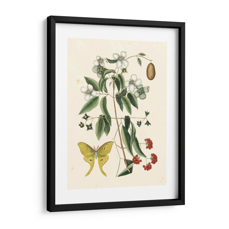 Catesby Butterfly Y Botanical Iii - Mark Catesby | Cuadro decorativo de Canvas Lab