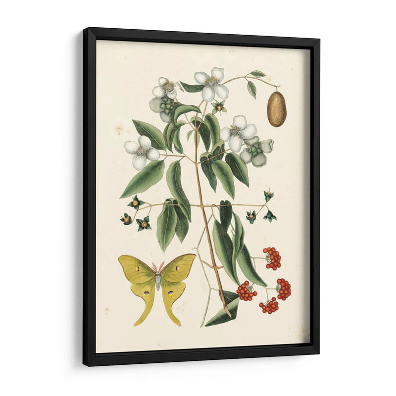 Catesby Butterfly Y Botanical Iii - Mark Catesby | Cuadro decorativo de Canvas Lab