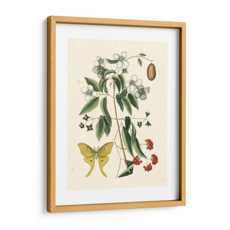 Catesby Butterfly Y Botanical Iii - Mark Catesby | Cuadro decorativo de Canvas Lab